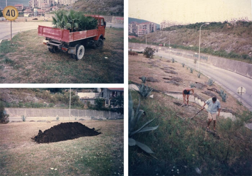Pogledajte kako su se sadile palme u Herceg Novom prije 20 godina