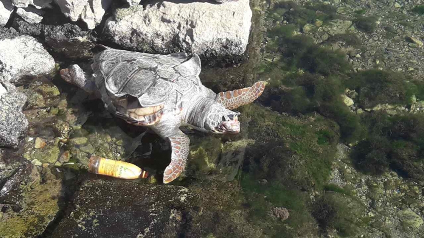 Pronađena mrtva morska kornjača u zalivu