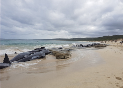 Australija: Od 150 kitova koji su se nasukali, preživjelo samo šest