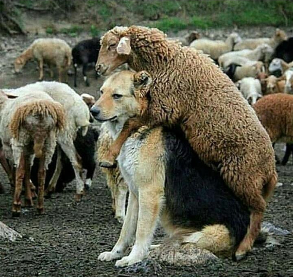 SLIKA DANA ZA MALO SMIJEHA: Ko tu, koga čuva?