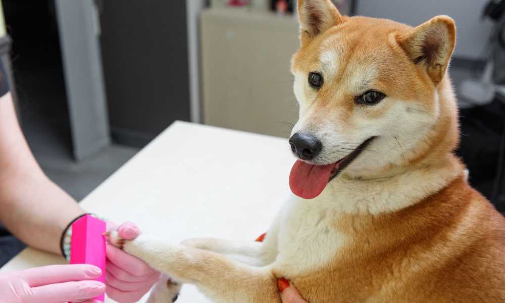 Mislili ste da psi vole da ih mazite po stomaku? To nije tačno, a ovo je razlog…