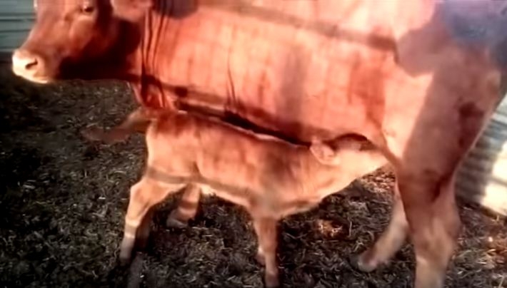 STIŽE SUDNJI DAN?Rodilo se crveno tele u Izraelu! Sljedećih 7 godina kobne za čovječanstvo!