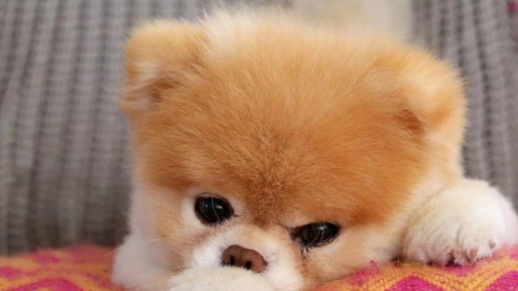 Uginuo Boo, najslađi pas društvenih mreža