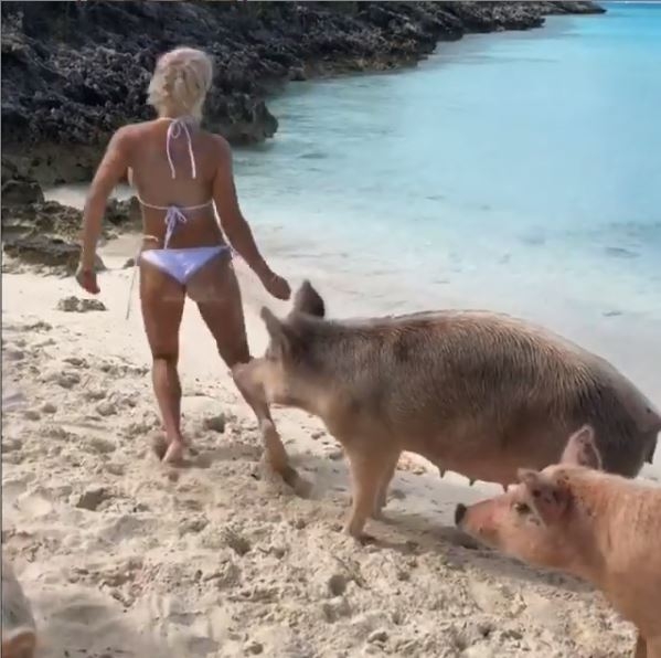 VIDEO: Šetala plažom na Bahamina pa je svinje ugrizle za zadnjicu