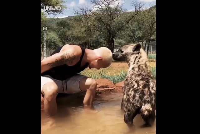 Hijene imaju lošu reputaciju, ali ovaj snimak će vam promijeniti mišljenje