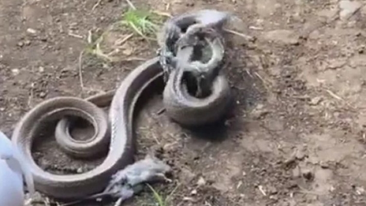 Nevjerovatan video: Zmija se spremala pojesti pacova, pojavila se veća i pojela nju