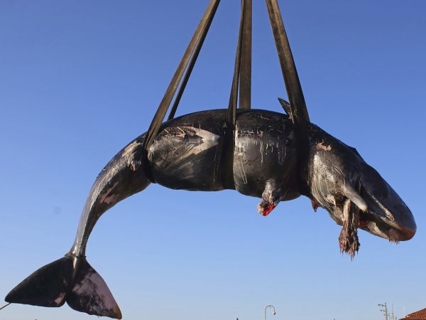 U stomaku uginulog kita pronađena 22 kilograma kesa