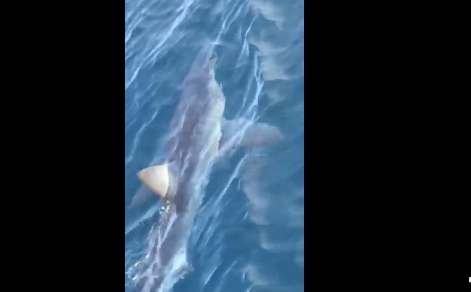VIDEO: Za tri dana dva puta viđen morski pas blizu hrvatske obale