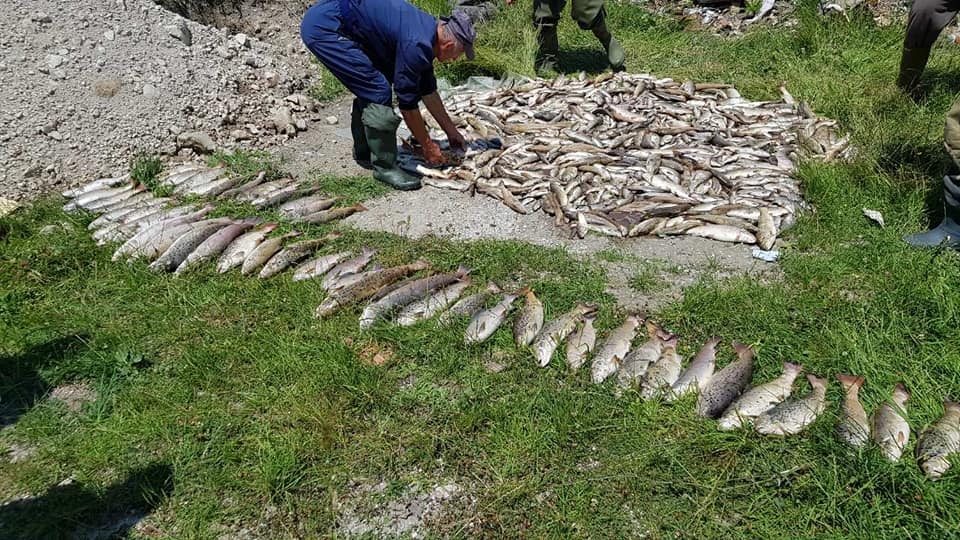 Jeziv prizor u Pljevljima, uginulo više od tone ribe! Gradonačelnik poručio: Za ovo će neko odgovarati