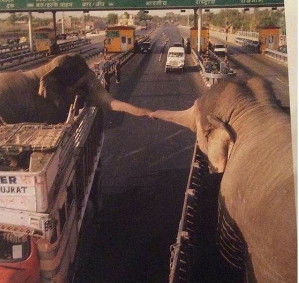 TUGA: Slika dva slona koja prisilno razdvaja ČOVJEK slomiće vam srce