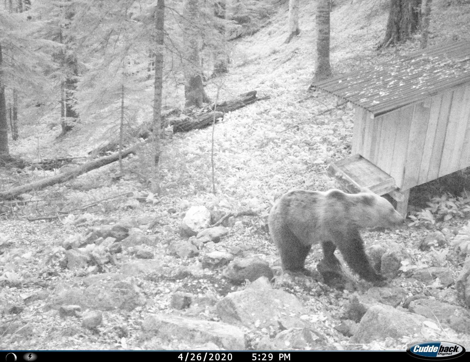 Beranca napao medved dok je brao kleku u šumi