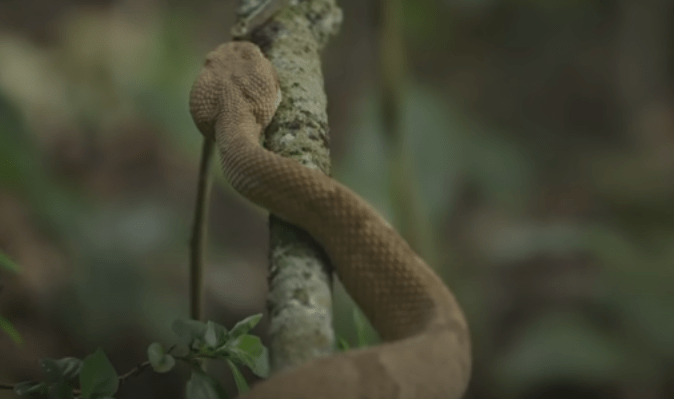 OSTRVO ZMIJA: Ovdje su ljudi PLIJEN, kraljica ostrva je ZLATNA ZMIJA (video)