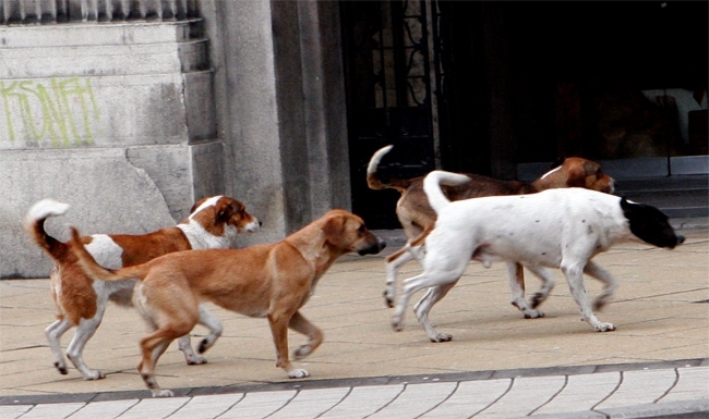 Korina animals: Opštia Nikšić izgubila svaki kompas, nesposobna da riješi problem pasa lutalica