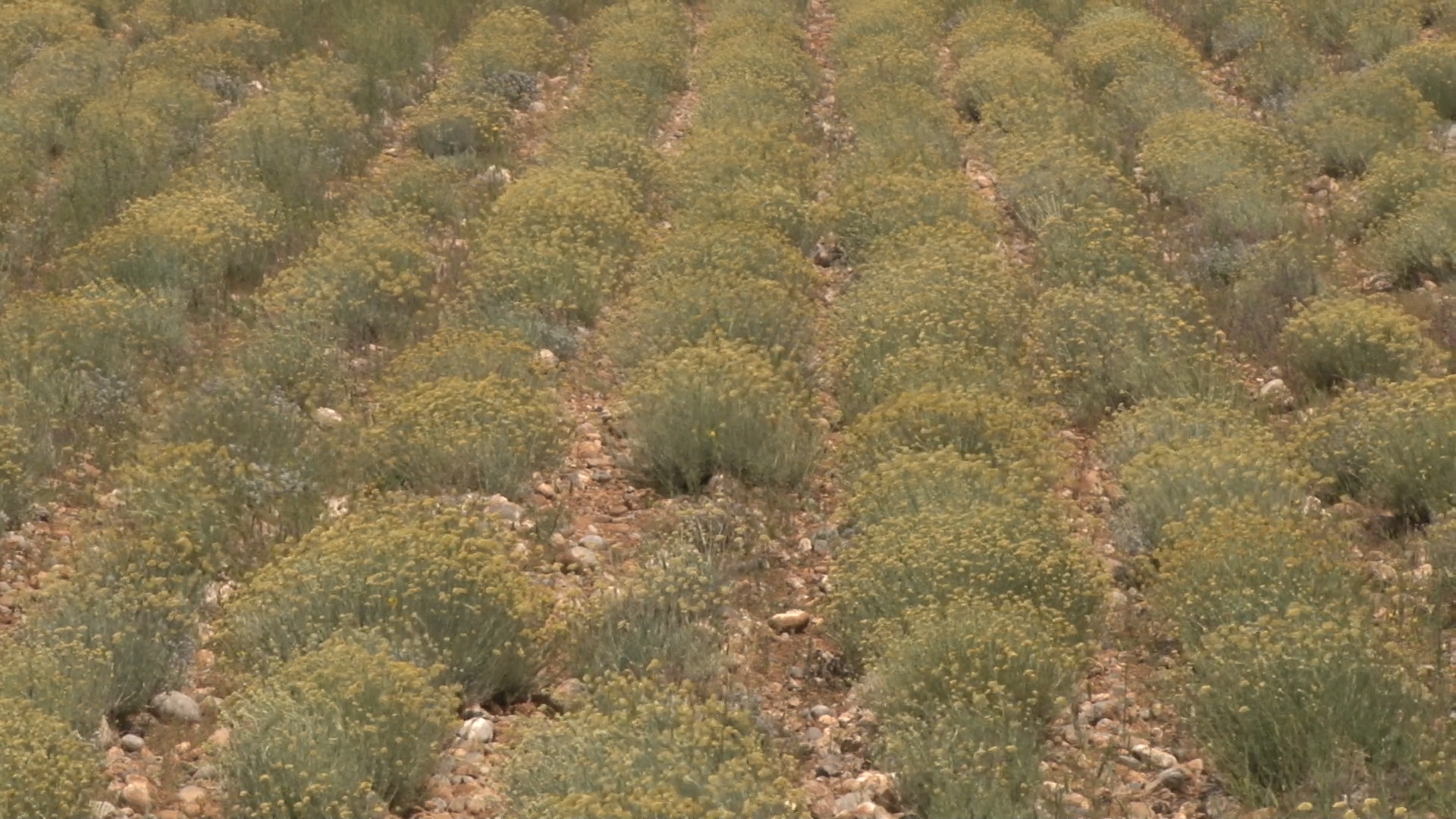 Ulje “besmrtnog cvijeta” iz Golubovaca osvaja svjetsko tržište