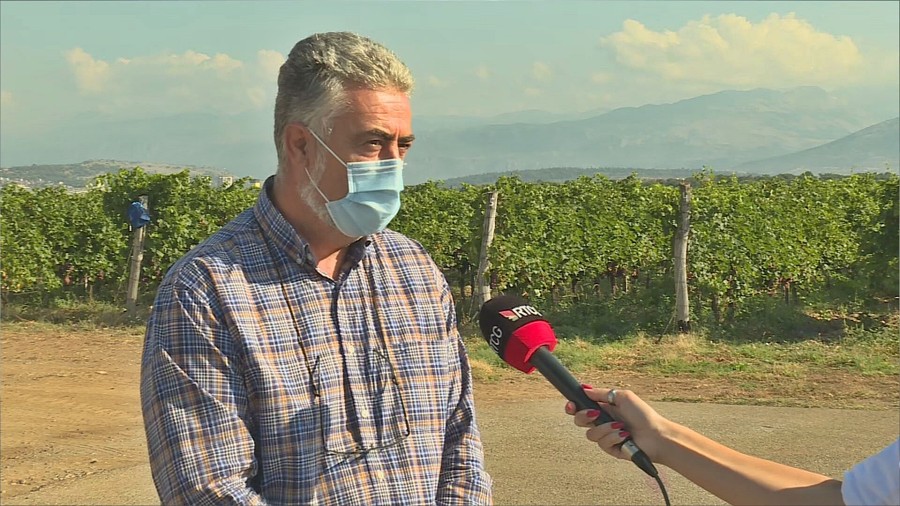 Kompanija Plantaže: Ne nađu li radnike pojačaće berbu kombajnima