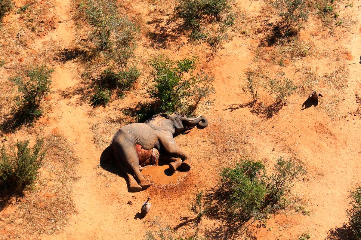 Stotine slonova umrlo u Africi