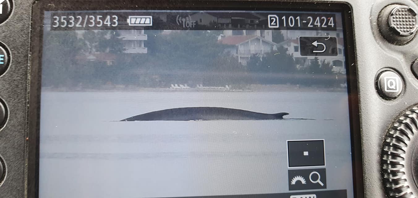 Kit dug 15 metara, viđen u Jadranu (FOTO)