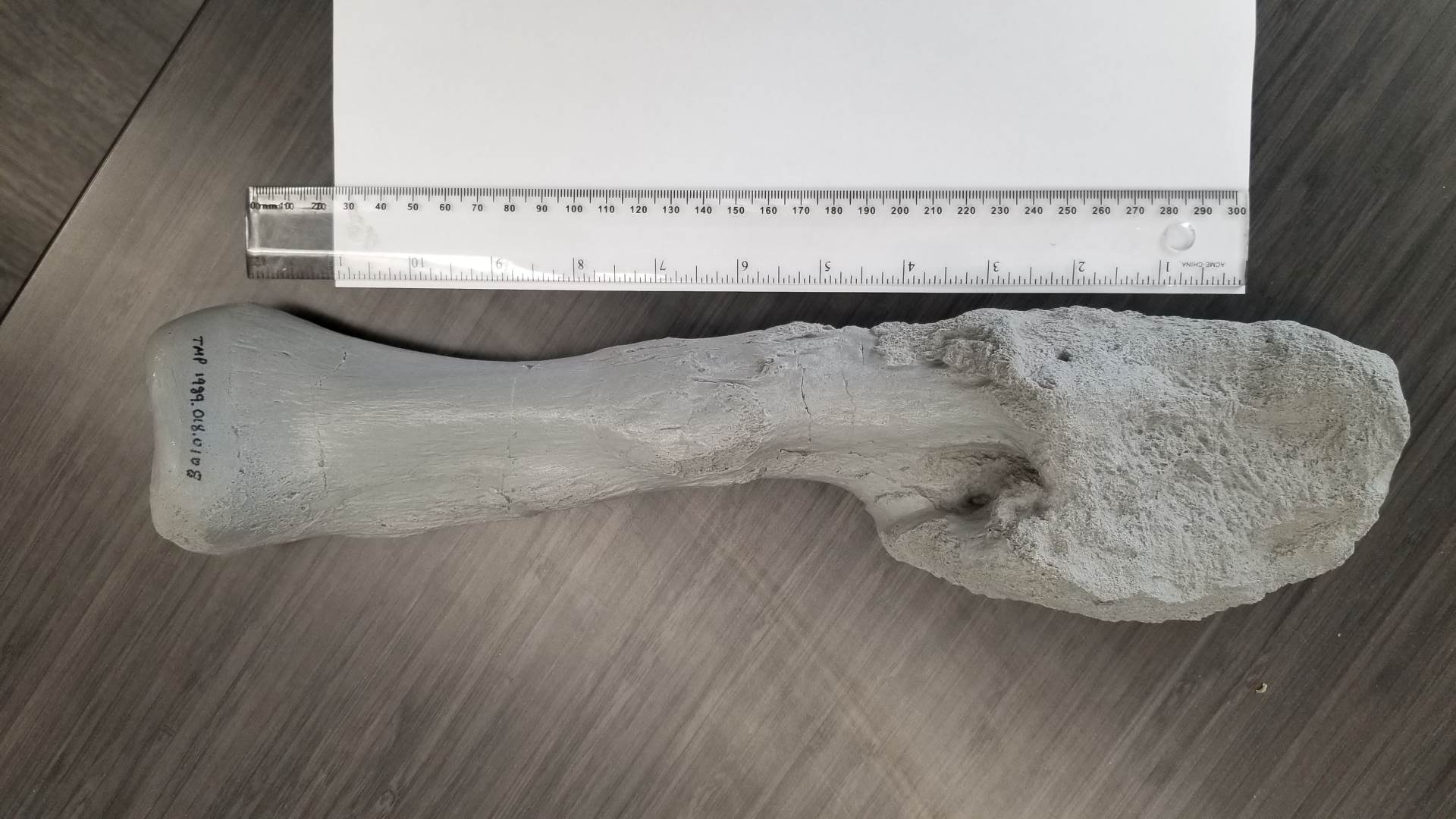 I dinosaurusi su obolijevali od raka