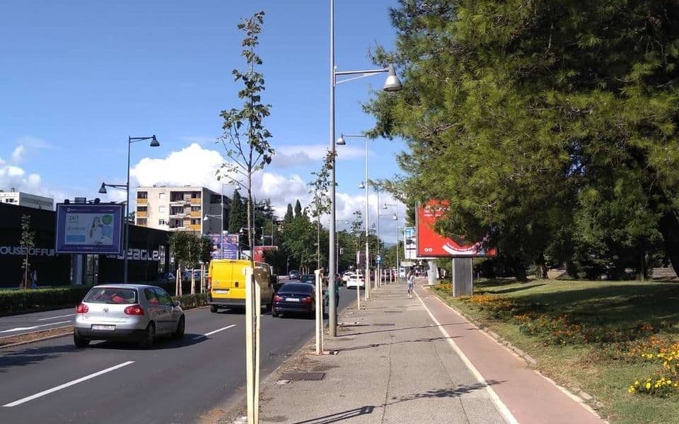 Novi drvored na Bulevaru Svetog Petra Cetinjskog
