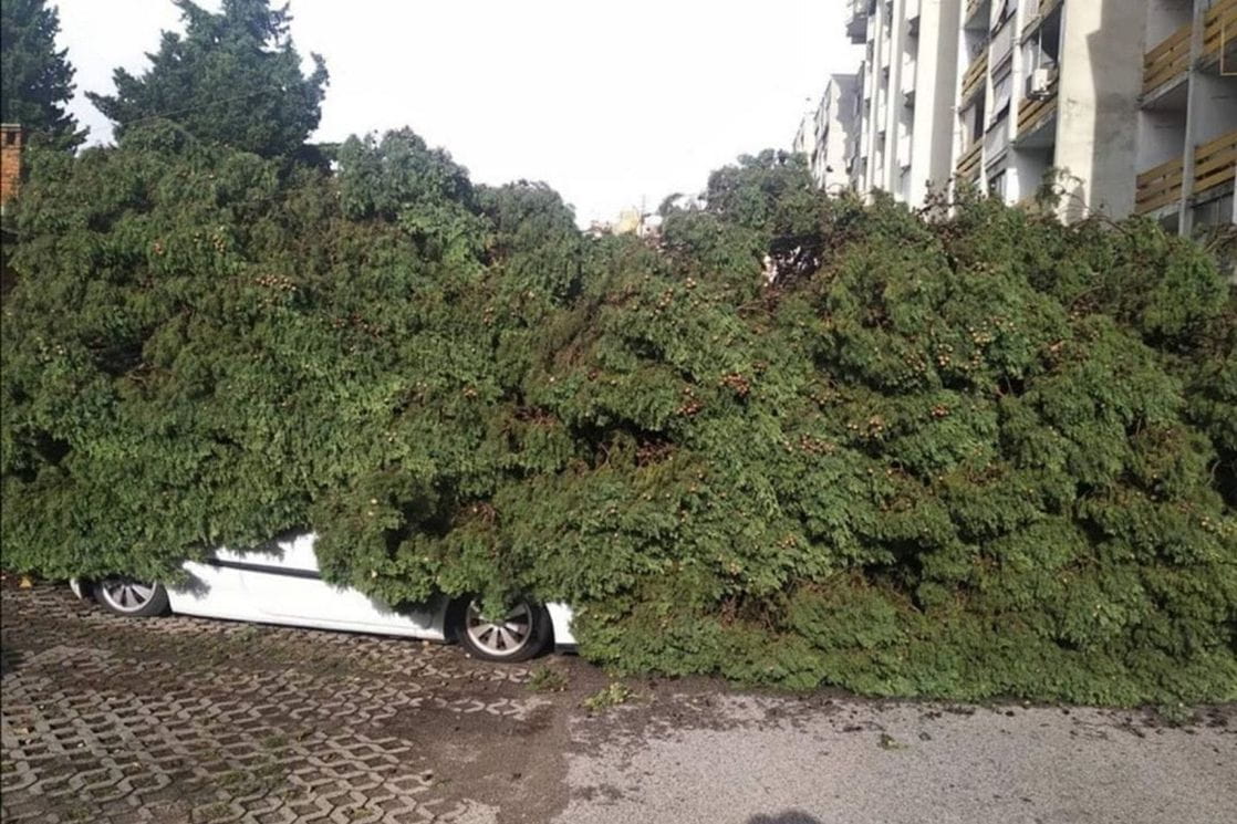 U Podgorici palo drveće na parkirane automobile