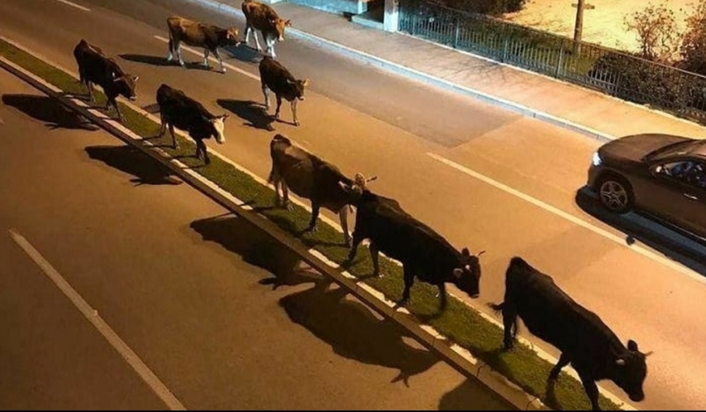 NVO Prijatelji životinja Podgorica: Apel da se stoka skloni sa ulice