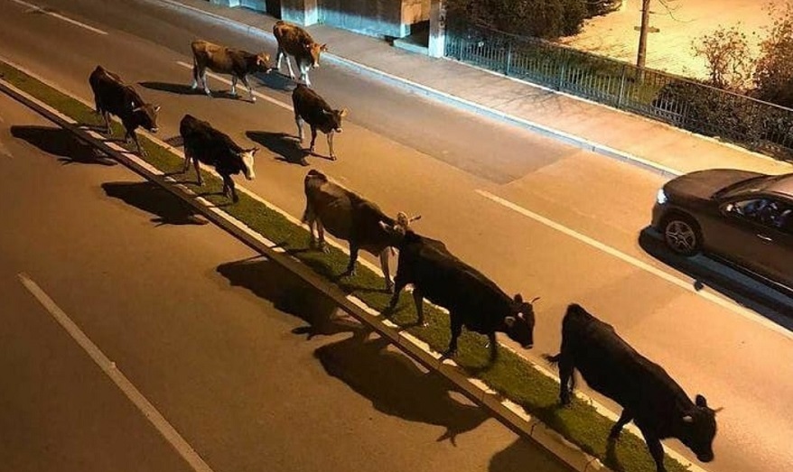 BUDVA: Krave zauzele saobraćajnice