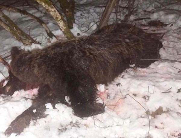 ODT Berane predložilo: Pritvor osumnjičenima za ubistvo mečke