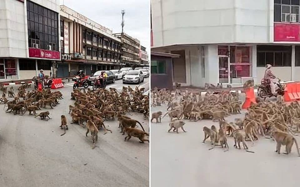 Tajland: Tuča bandi divljih majmuna na sred ulice je nešto najčudnije što ćete vidjeti (VIDEO)