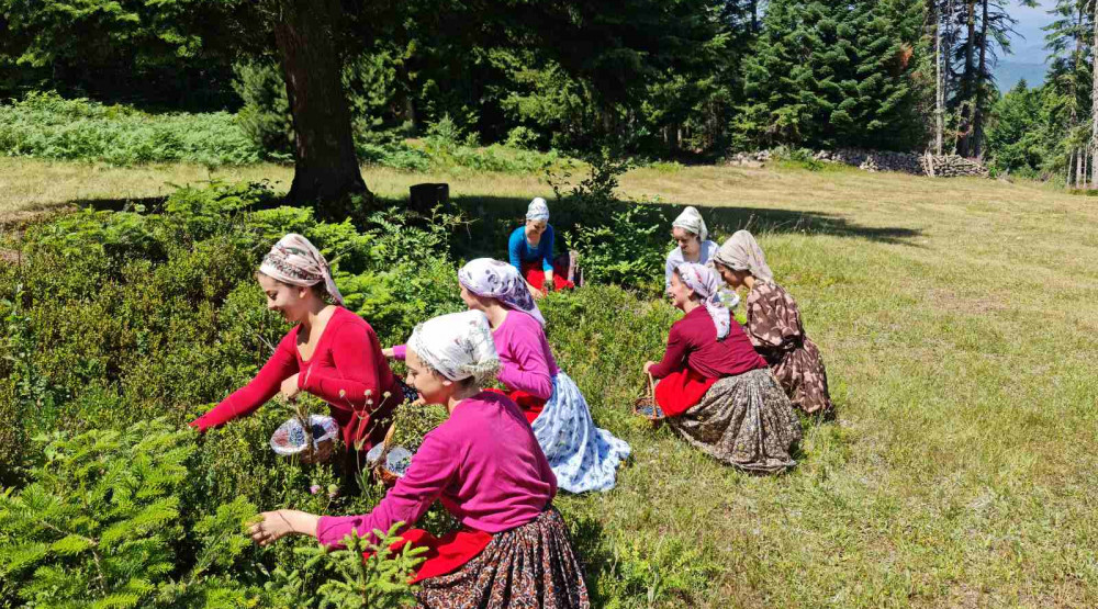 Održana tradicionalna berba borovnice u Plavu