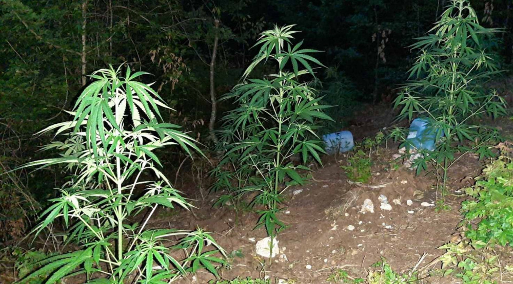 U Pljevljima pronađena plantaža marihuane