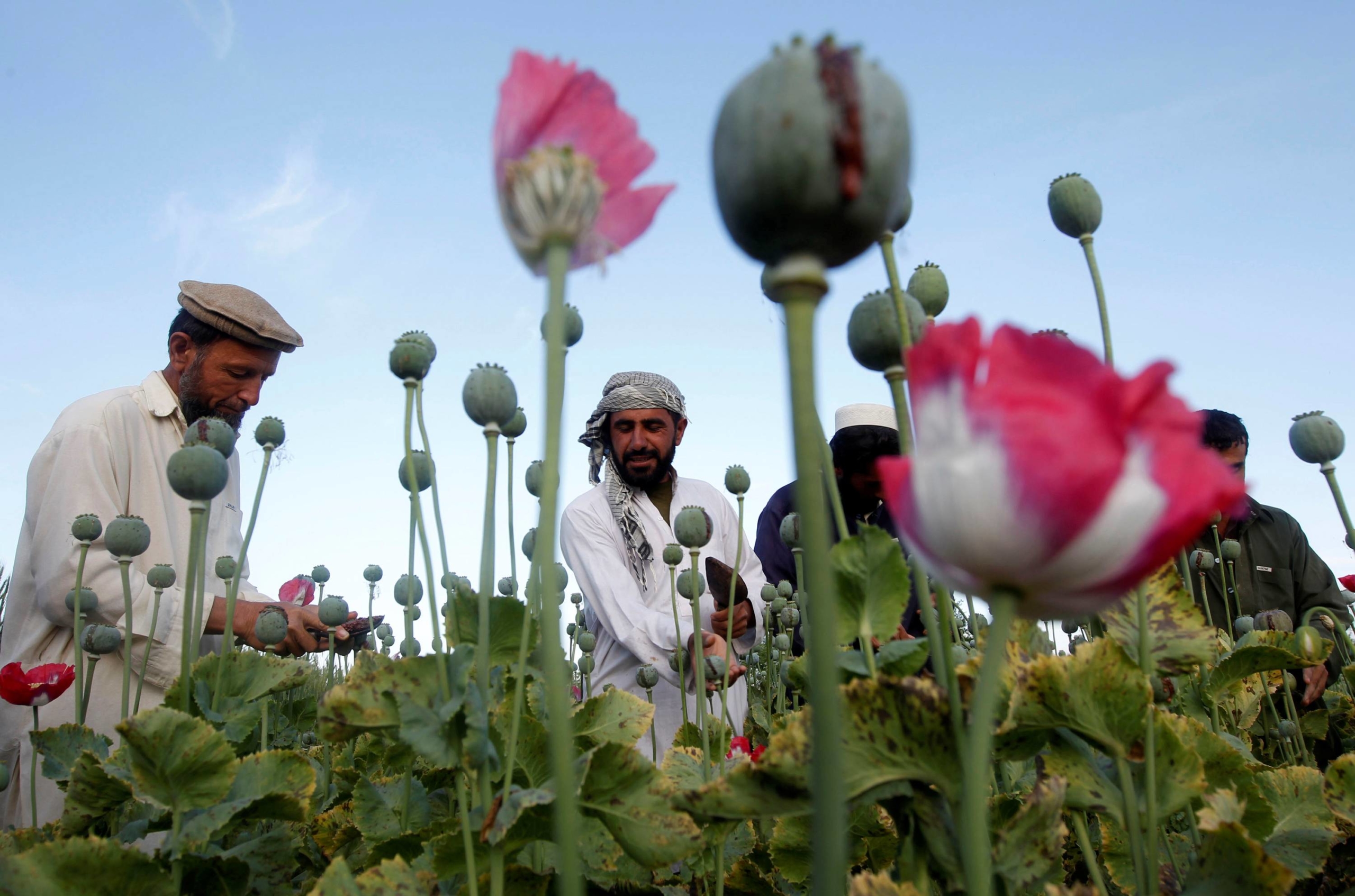 Avganistan i droga: Kolika su polja opijuma, kako talibani zarađuju od maka? (FOTO)