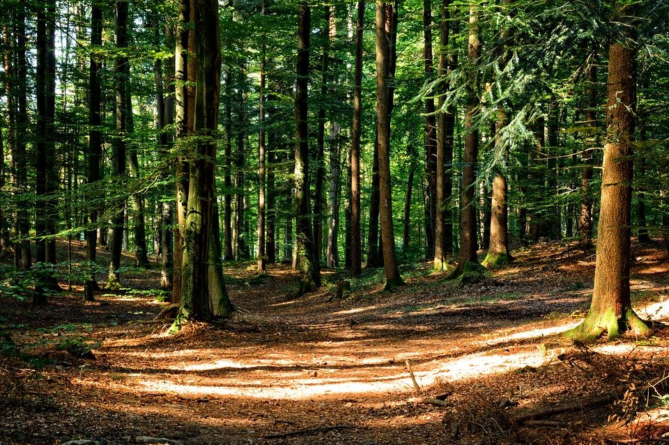 Svjetski lideri dogovorili: Bez sječe šuma do 2030. godine