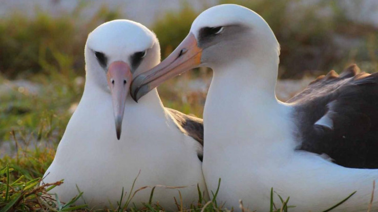 Klimatske promjene uništile monogamiju albatrosa, sve se više razilaze