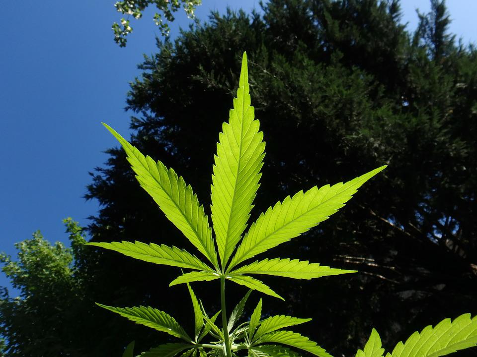 Kanabis u Crnoj Gori na putu legalizacije
