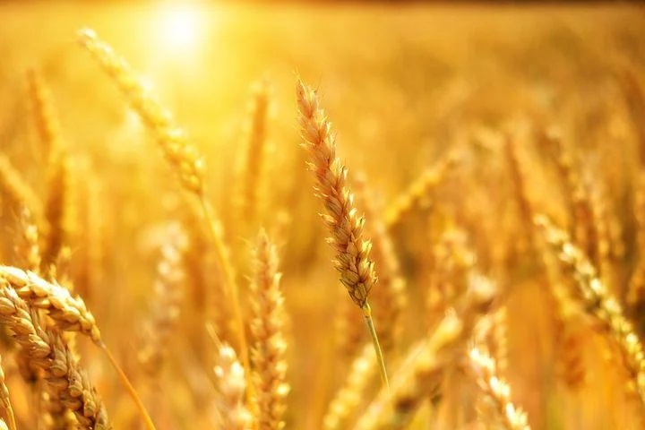 Ukrajina izvezla milion tona žita od sporazuma uz posredovanje UN