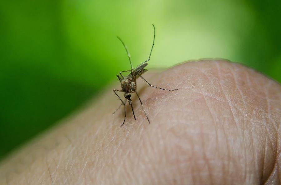 Srbija: Jedna osoba preminula od groznice Zapadnog Nila