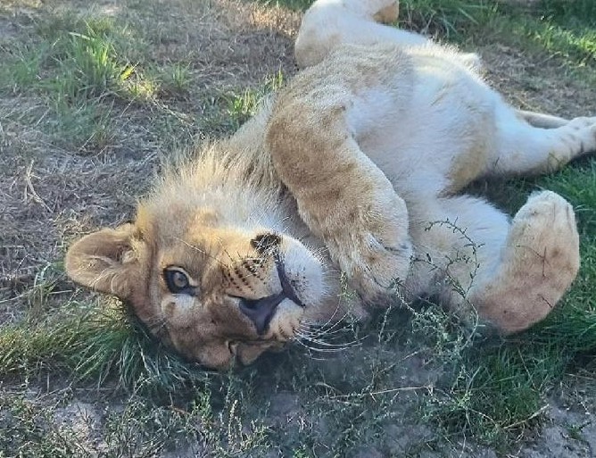 Lavić Simba slavi prvi rođendan