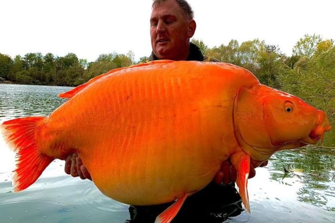 Ulovio 30 kilograma tešku zlatnu &#8220;ribicu&#8221;
