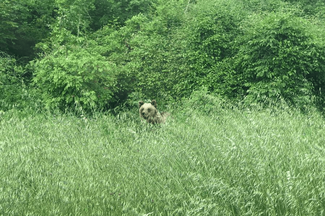 Mrki medvjed primijećen u okolini Nikšića