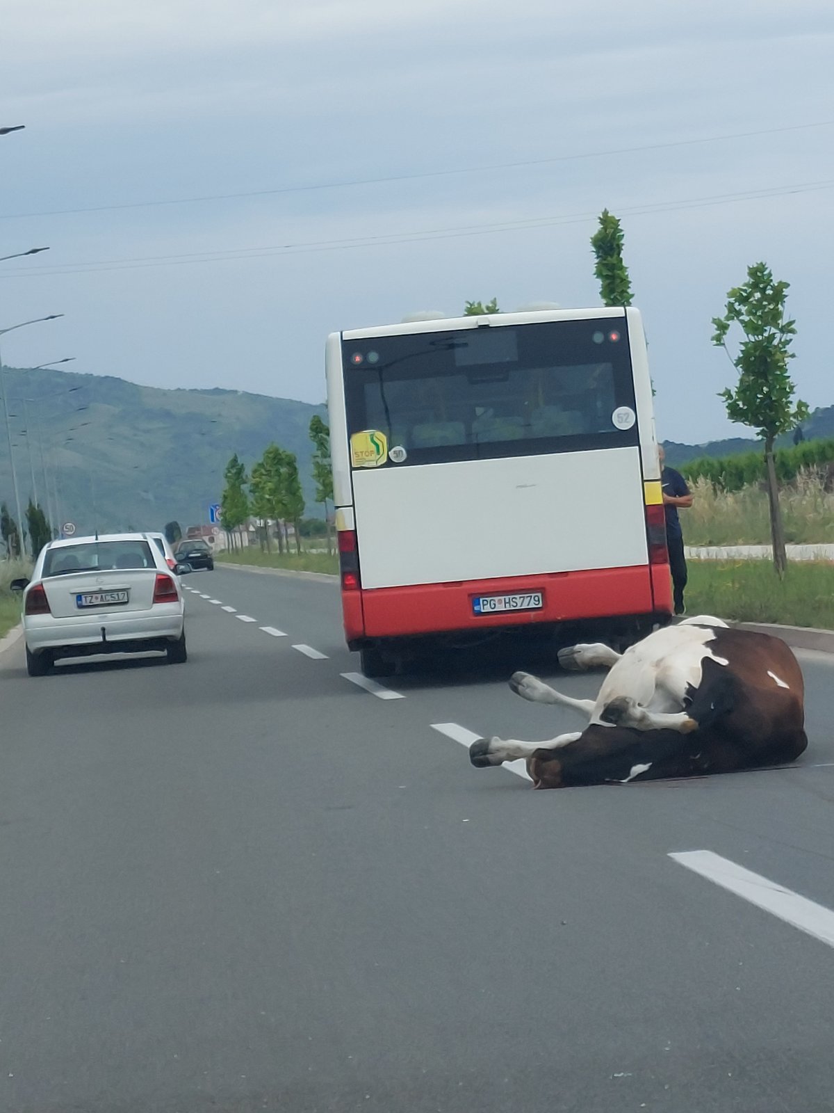 Bulevar Podgorica- Tuzi: Autobus naletio na kravu i usmrtio je