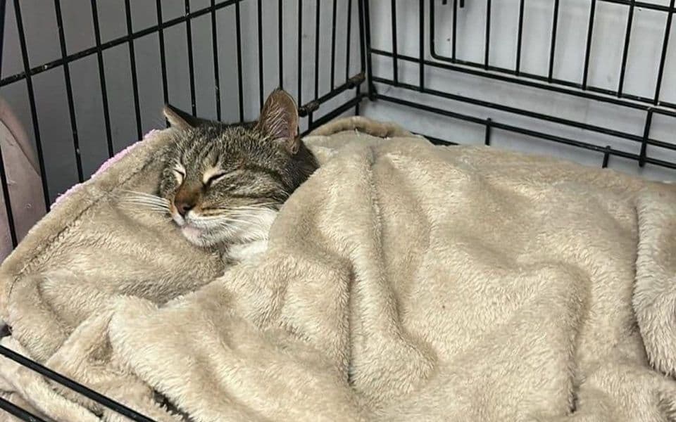 Kotor: Mačka pogođena tri puta vazdušnom puškom, TO platila troškove operacije