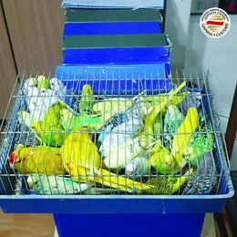 Srpski državljanin pokušao da prošvercuje 47 papagaja u Sjevernu Makedoniju