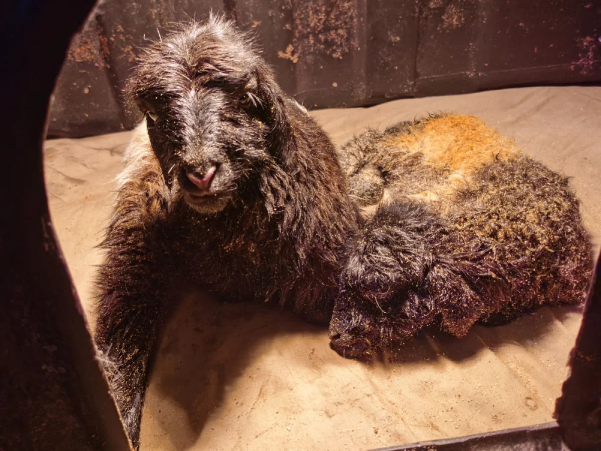 Kineski naučnici prvi put klonirali tibetanske koze