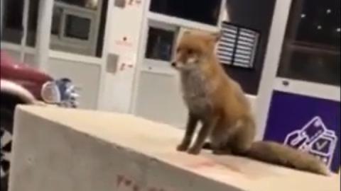 (VIDEO) Lisica dočekuje putnike na auto-putu