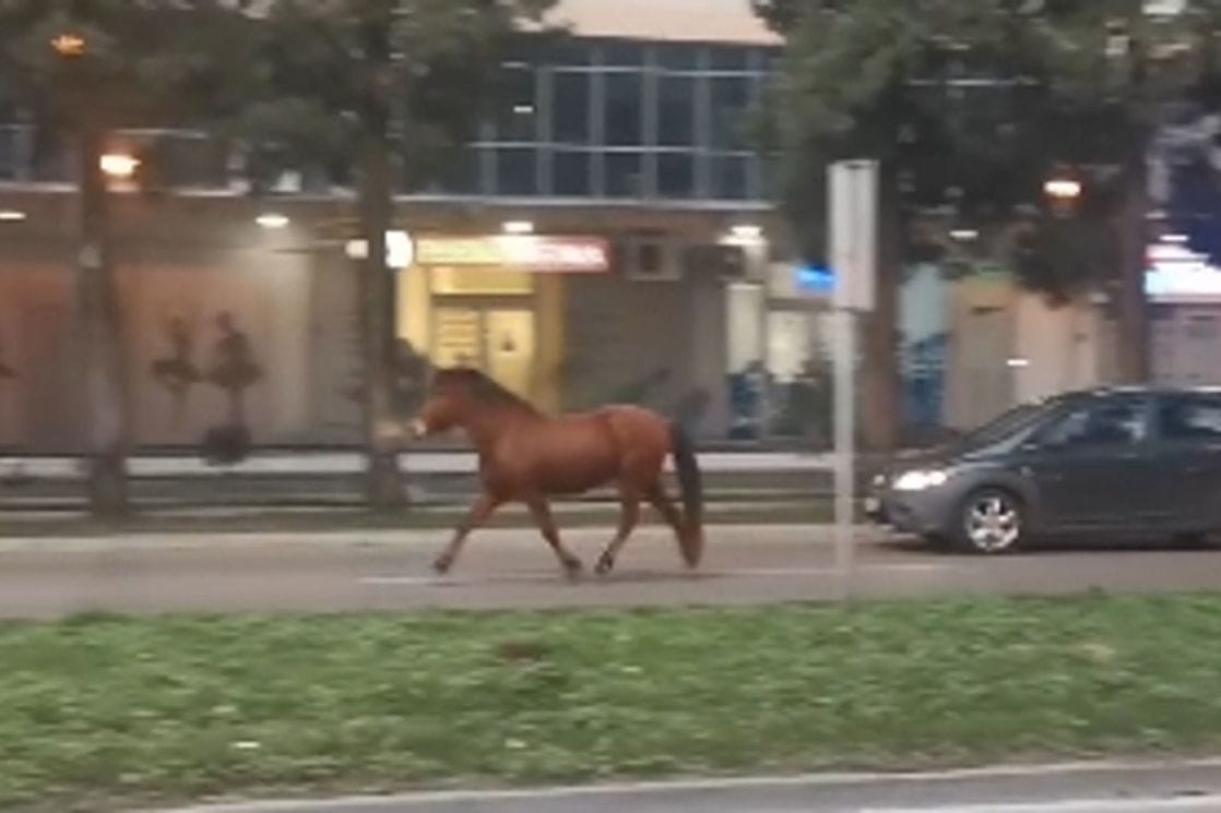 Nesvakidašnja scena u Podgorici: Konj kaska centrom grada (VIDEO)