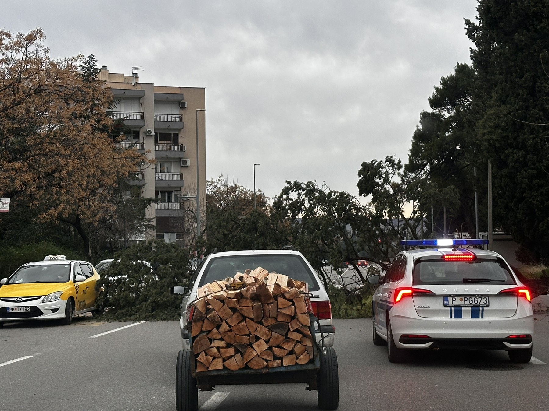 Oboreno stablo u Ulici Bracana Bracanovića