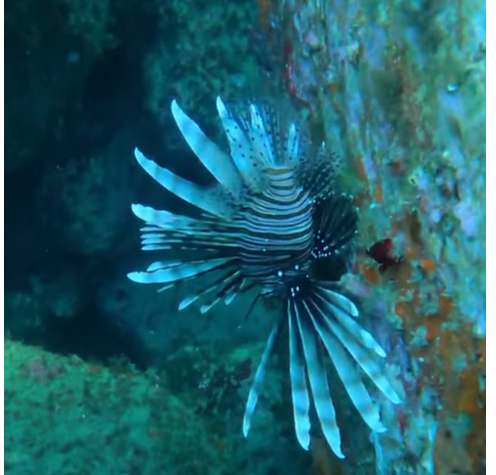 (VIDEO) Otrovna riba lav ponovo ulovljena kod Bara