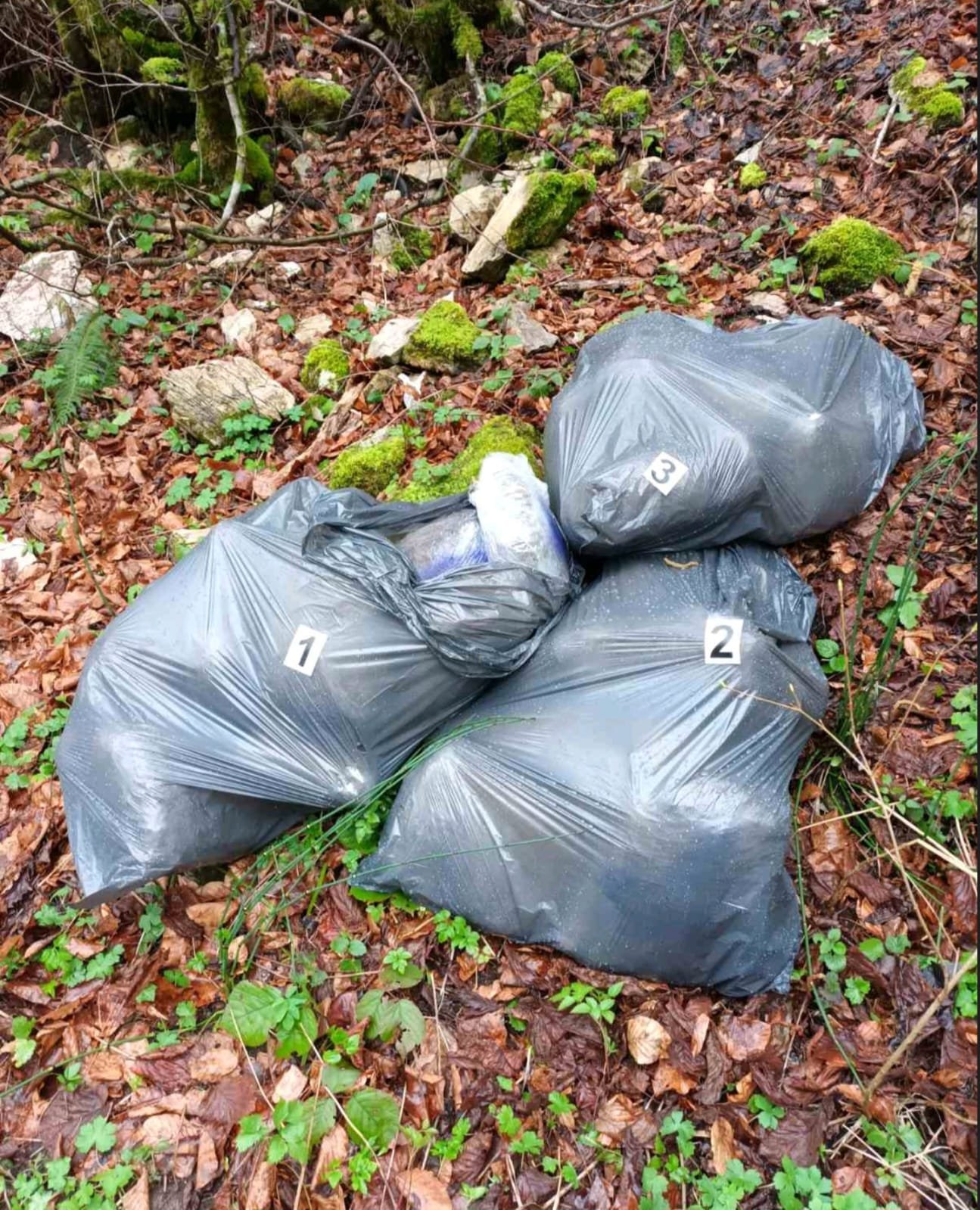 U Beranama pronađeno 30 kg marihuane