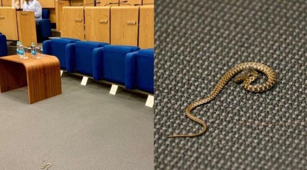 Zmija u sali Parlamenta FBiH, uočena pred početak sjednice