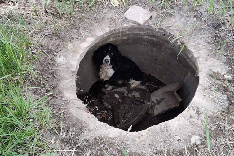 Foto: Facebook/ West Springfield Fire Department
